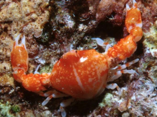 Leucosia sp. 1 Guam 596-23