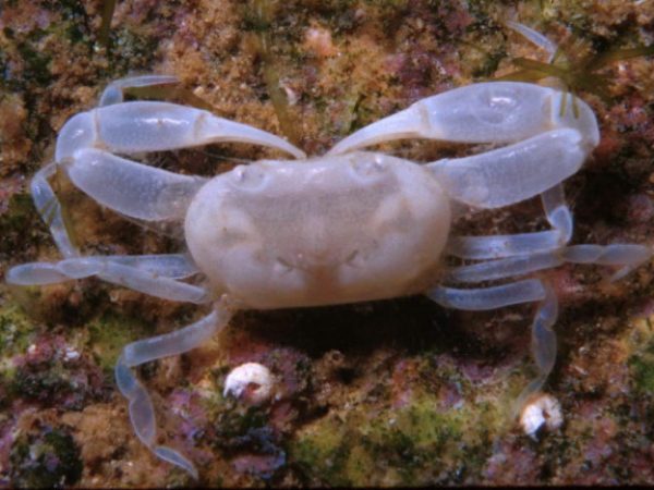 Libystes cf. nitidus Guam 411-23