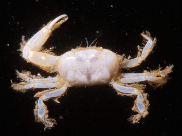 Libystes villosus Guam 410-14