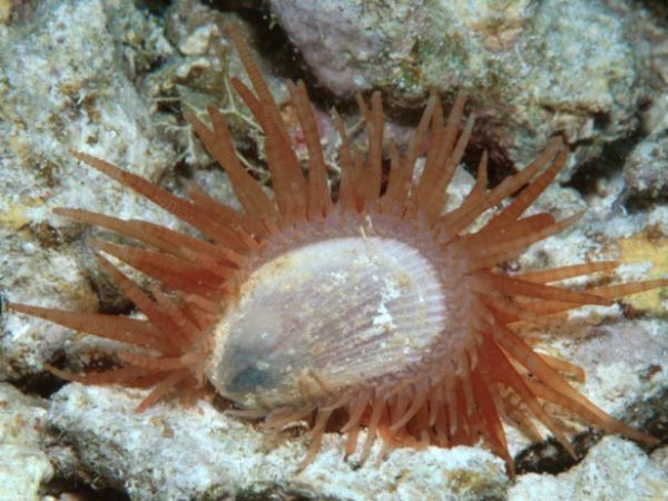 Limaria fragilis Guam 588-10