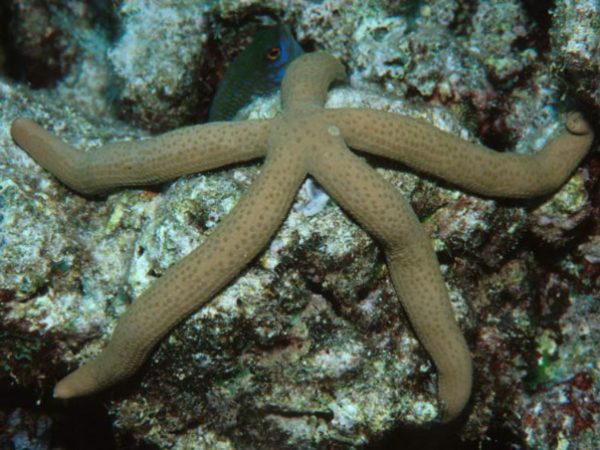 Linckia guildingi Guam 588-24