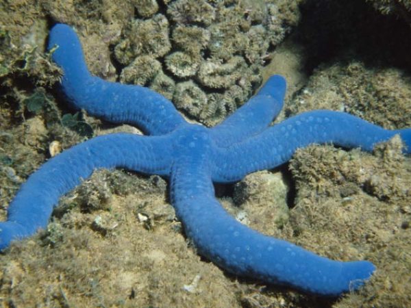 Linckia laevigata Agat 6m RFM-194a