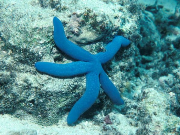 Linckia laevigata Guam 515-16