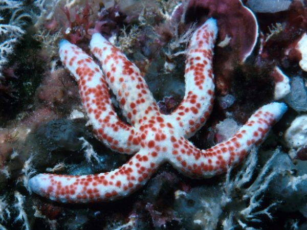 Linckia multifora Guam 253-19