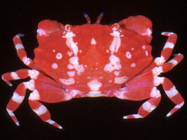 Liomera aff. tristis Guam 615-9