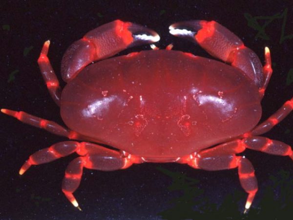 Liomera cinctimana Guam 832-24