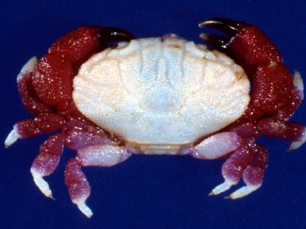 Liomera ~rugata GUM208F Kropp