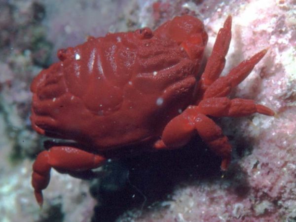 Liomera stimpsoni Guam 456-26