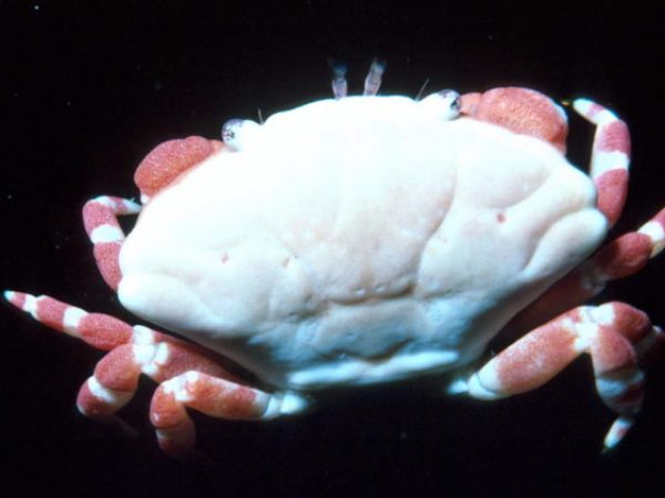 Liomera tristis Guam 357-3