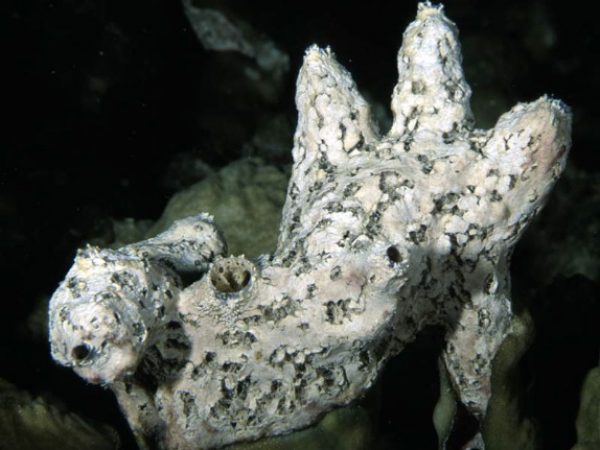 Liosina cf. granularis Guam 868-24_1