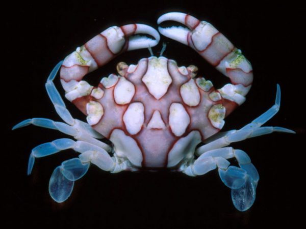 Lissocarcinus laevis Guam 533-7