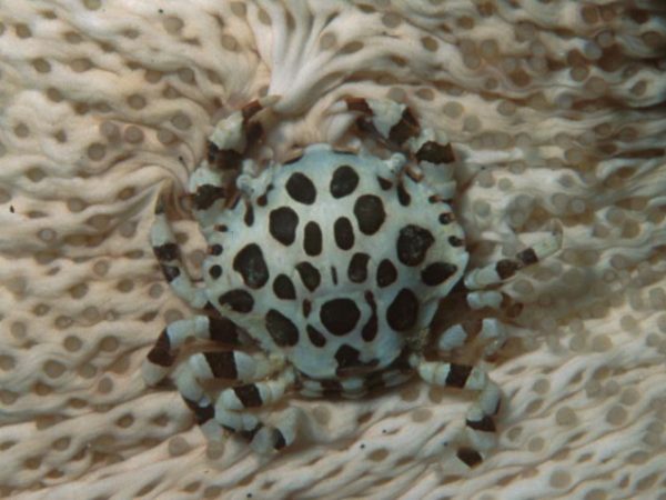 Lissocarcinus orbicularis Guam 693-10