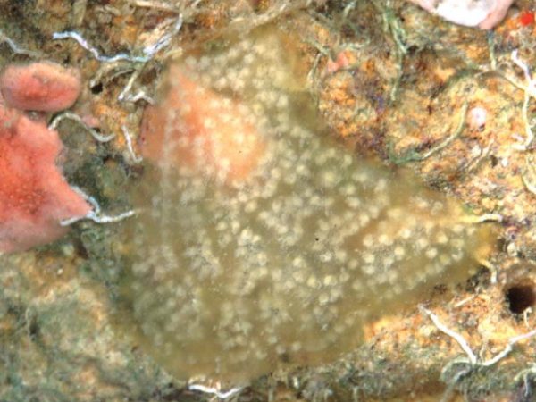 Lissoclinum calycis Guam 571-32