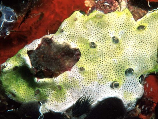 Lissoclinum fragile Guam 568-31