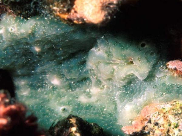 Lissoclinum patella Guam 541-18