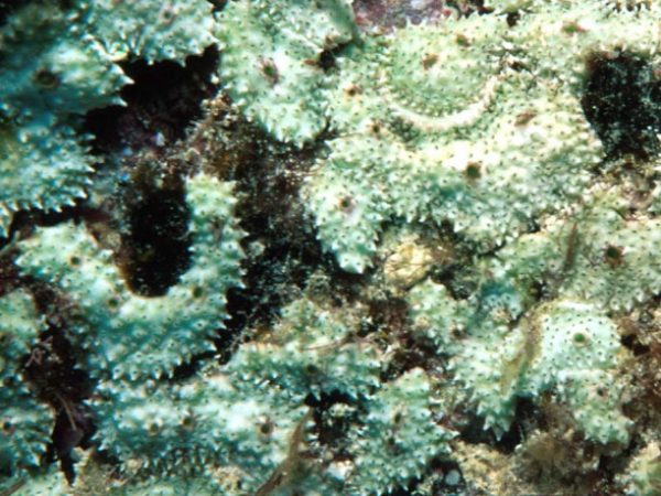 Lissoclinum timorense Guam 569-4