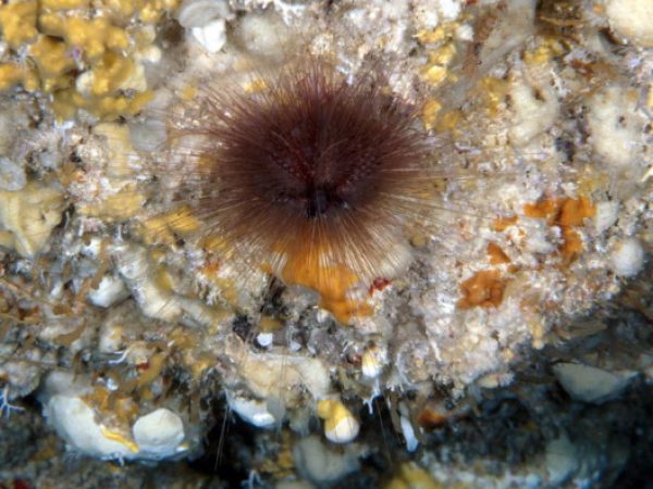 Lissodiadema lorioli Guam 816-5