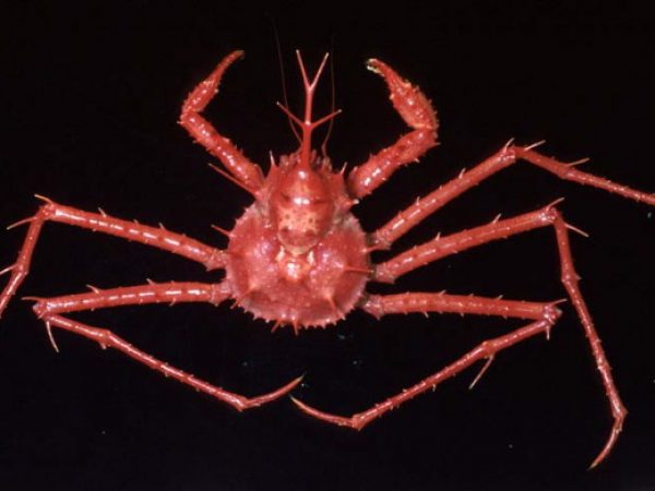 Lithodes Guam 527-27