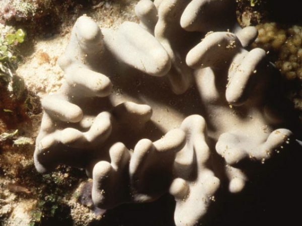 Lobophytum batarum Benayahu Pl-ID