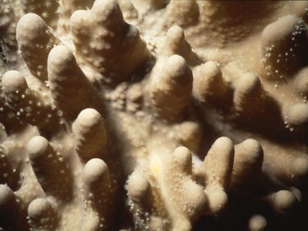 Lobophytum pauciflorum Benayahu Pl-IE