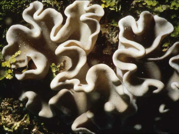 Lobophytum sarcophytoides Benayahu Pl-IF