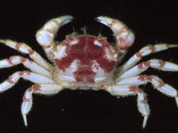 Lophoplax~ Guam 858-15