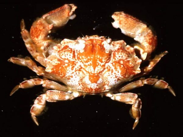 Lophozozymus bertonciniae Guam 422-29