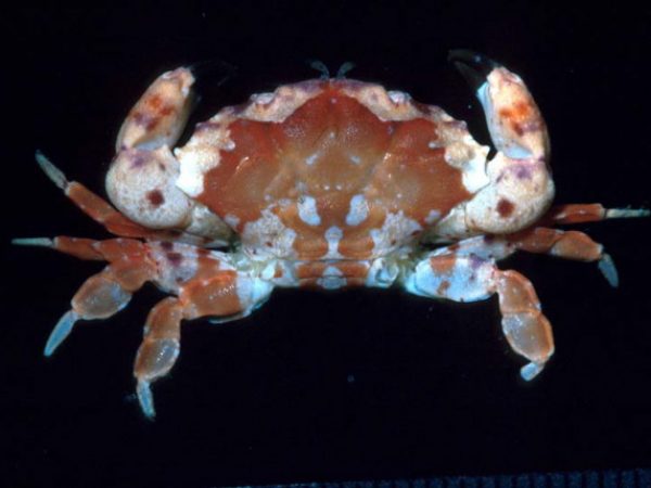 Lophozozymus edwardsi Guam 519-18