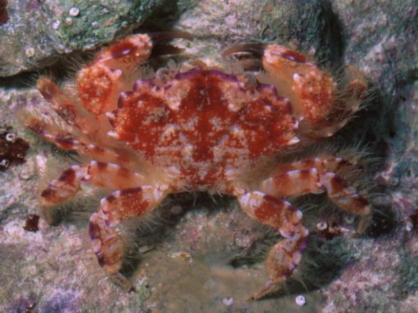 Lophozozymus incisus Guam 544-10