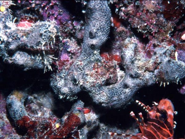 Luffariella variabilis Guam 573-26_1