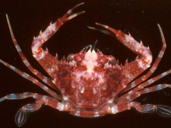 Lupocyclus quinquedentatus~ Guam 598-16