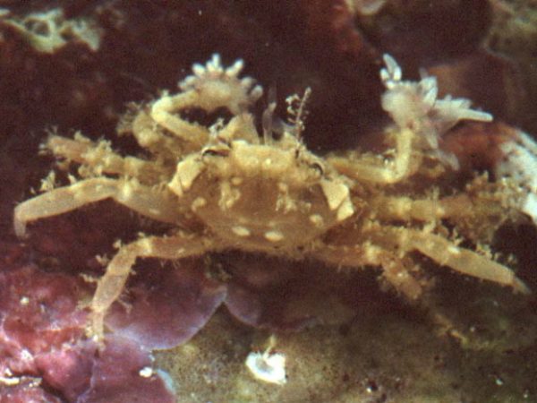 Lybia sp. 1 Guam 858-5