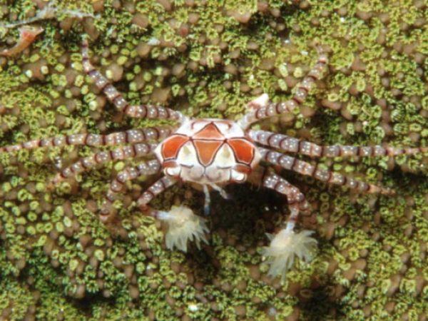 Lybia tesselata Guam 538-24