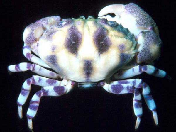 Lydia annulipes Guam 414-4