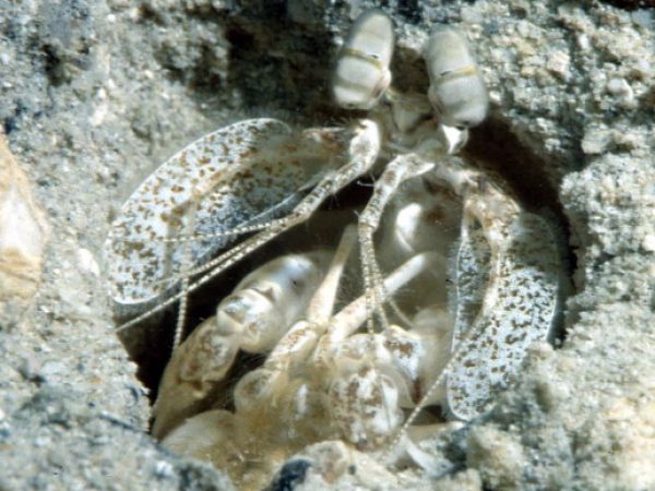 Lysiosquillina sulcata Guam Piti 3m RFM-226