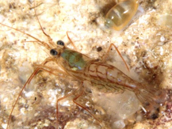 Lysmata sp. 1 Guam 778-36