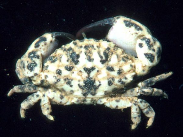 Macromedaeus crassimanus Guam 467-18