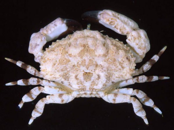 Macromedaeus nudipes Guam 851-10