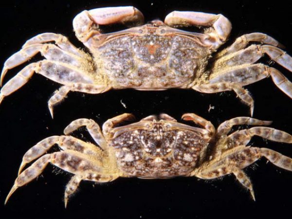 Macrophthalmus convexus Guam 412-13