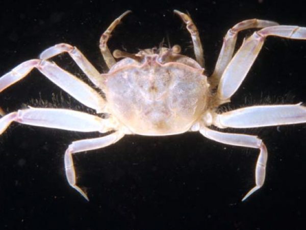 Macrophthalmus sp. 1 Guam 409-17