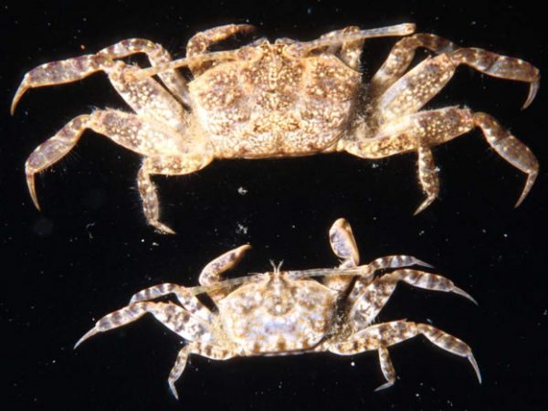 Macrophthalmus verreauxi Guam 412-25