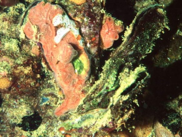 Malleus decurtatus Guam 525-3