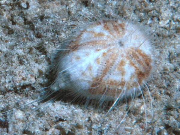 Maretia planulata Guam 416-22