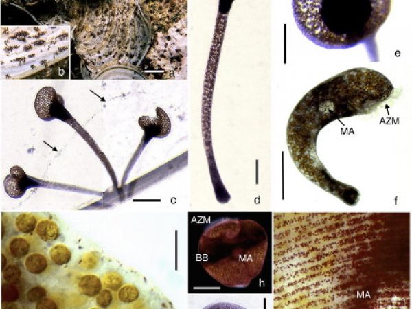 Maristentor-marbiol_fig1_1