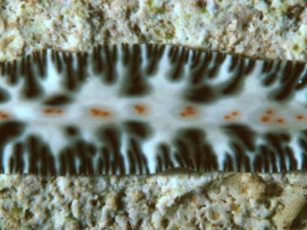 Maritigrella stellata Guam 290-1