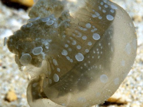 Mastigias papua Apra Hbr RFM 12m