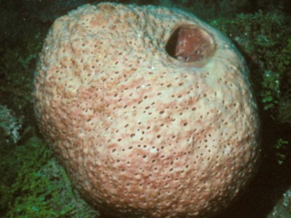 Melophlus sarasinorum Guam 524-36_1