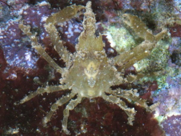 Menaethius monoceros Guam 814-13