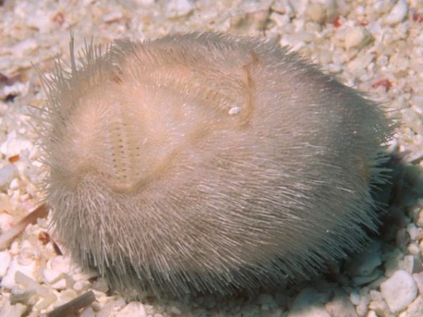 Metalia dicrana Guam 541-7