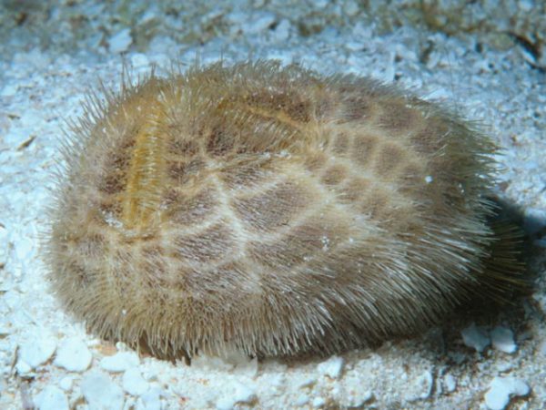 Metalia spatagus Guam 540-27